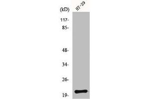 Western Blot analysis of HT29 cells using MRP-L18 Polyclonal Antibody (MRPL18 抗体  (N-Term))