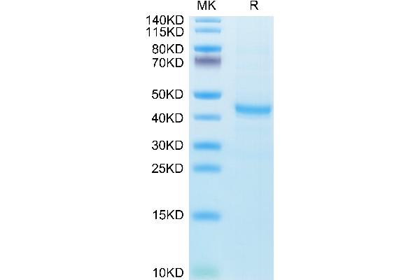 CXCL13 Protein (AA 23-109) (Fc Tag)