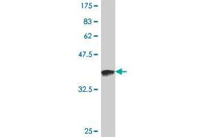 Western Blot detection against Immunogen (35. (HSPA1B 抗体  (AA 531-611))