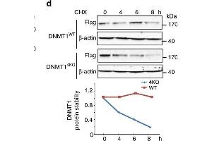 Western Blotting (WB) image for anti-DNA (Cytosine-5)-Methyltransferase 1 (DNMT1) (AA 1-270) antibody (ABIN6139745)