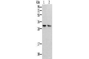Western blot analysis of HEPG2 and Hela cell using PSMF1 Polyclonal Antibody at dilution of 1:300 (PSMF1 抗体)