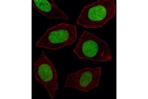 Immunofluorescence (IF) image for anti-Engrailed Homeobox 1 (EN1) antibody (ABIN2927654) (EN1 抗体)