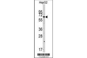 Western blot analysis of anti-SWAP70 Antibody in HepG2 cell line lysates (35ug/lane). (SWAP70 抗体  (AA 227-256))