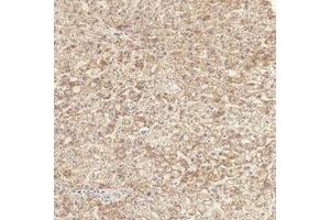 Immunohistochemical analysis of paraffin-embedded Human-liver tissue.