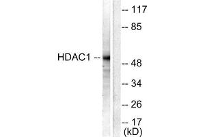 Western Blotting (WB) image for anti-Histone Deacetylase 1 (HDAC1) (C-Term) antibody (ABIN1848595) (HDAC1 抗体  (C-Term))