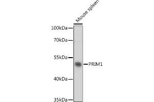 Western blot analysis of extracts of Mouse spleen, using PRIM1 antibody (ABIN7268398) at 1:1000 dilution. (PRIM1 抗体  (AA 121-420))
