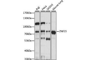 Western blot analysis of extracts of various cell lines, using ZNF23 antibody (ABIN7271469) at 1:1000 dilution. (ZNF23 抗体  (AA 1-220))