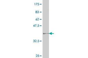 Western Blot detection against Immunogen (38. (HNF4A 抗体  (AA 351-464))