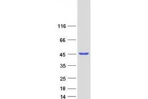 Western Blotting (WB) image for Septin 2 (SEPT2) (Transcript Variant 4) protein (Myc-DYKDDDDK Tag) (ABIN2731682)