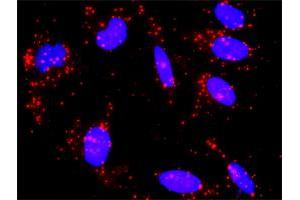Proximity Ligation Analysis of protein-protein interactions between CREB3 and CREB3L4. (CREB3L4 抗体  (AA 1-110))