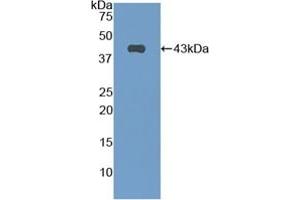 Detection of Recombinant CNP, Mouse using Polyclonal Antibody to C-Type Natriuretic Peptide (CNP) (NPPC 抗体  (AA 30-126))