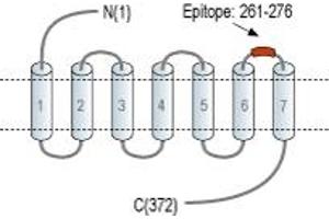 Representative domain view of the target of ABIN7885125.