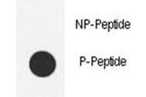 Dot Blot (DB) image for anti-Proto-oncogene tyrosine-protein kinase Src (Src) (pTyr419) antibody (ABIN3029559)
