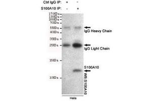 Immunoprecipitation of S100A10 from HeLa cell lysate, and subsequent western blot testing, using S100A10 antibody.