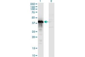 Western Blot analysis of TCEA3 expression in transfected 293T cell line by TCEA3 monoclonal antibody (M06), clone 2C9.