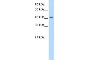WB Suggested Anti-FBXL7 Antibody Titration:  1.