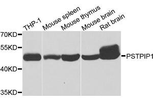 Western blot analysis of extracts of various cells, using PSTPIP1 antibody. (PSTPIP1 抗体)