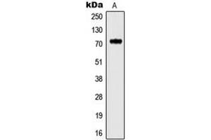 Western blot analysis of Kv3. (Kv3.4 抗体  (N-Term))