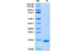 Heat Shock 10kDa Protein 1 (Chaperonin 10) (HSPE1) (AA 2-102) protein (His-Avi Tag,Biotin)