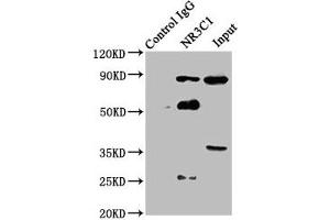 Immunoprecipitating NR3C1 in Hela whole cell lysate Lane 1: Rabbit control IgG instead of ABIN7153886 in Hela whole cell lysate. (Glucocorticoid Receptor 抗体  (AA 1-190))