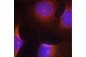 Immunofluorescence (IF) image for anti-Cyclin-Dependent Kinase 6 (CDK6) (pTyr13) antibody (ABIN1870057) (CDK6 抗体  (pTyr13))