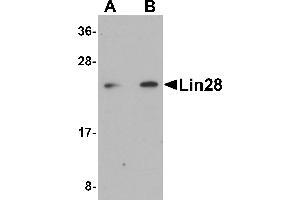 Western Blotting (WB) image for anti-Lin-28 Homolog A (C. Elegans) (LIN28A) (C-Term) antibody (ABIN1030484) (LIN28A 抗体  (C-Term))
