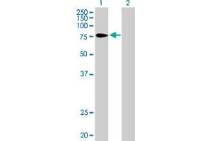 Western Blot analysis of TULP4 expression in transfected 293T cell line by TULP4 MaxPab polyclonal antibody. (TULP4 抗体  (AA 1-678))
