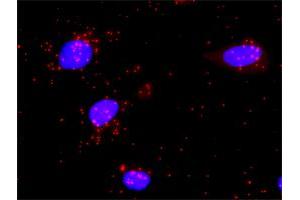 Proximity Ligation Analysis of protein-protein interactions between MSH2 and MSH6. (MSH2 抗体  (AA 1-934))