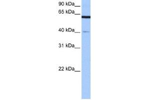WB Suggested Anti-APPBP2 Antibody Titration: 0. (APPBP2 抗体  (Middle Region))