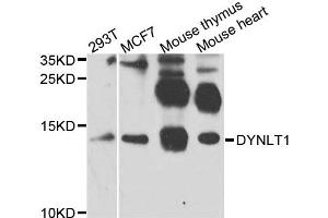Western blot analysis of extracts of various cell lines, using DYNLT1 antibody (ABIN5972286) at 1/1000 dilution. (DYNLT1 抗体)