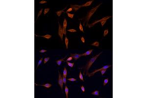 Immunofluorescence (IF) image for anti-serine/threonine Kinase 24 (STK24) (AA 312-431) antibody (ABIN6148602)