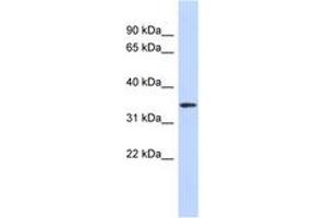 OR13C5 antibody  (AA 71-120)