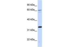Image no. 1 for anti-PC4 and SFRS1 Interacting Protein 1 (PSIP1) (C-Term) antibody (ABIN6742503) (PSIP1 抗体  (C-Term))