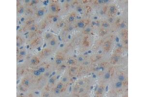 Used in DAB staining on fromalin fixed paraffin- embedded liver tissue (PECI/ECI2 抗体  (AA 1-241))