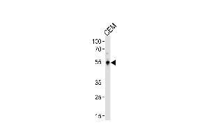 KLF5 Antibody (C-term) (ABIN391515 and ABIN2841476) western blot analysis in CEM cell line lysates (35 μg/lane). (KLF5 抗体  (C-Term))