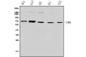 Western blot analysis of SAMHD1 using anti-SAMHD1 antibody (ABIN7601516).