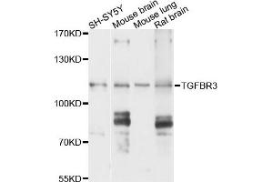 Western blot analysis of extracts of various cells, using TGFBR3 antibody. (TGFBR3 抗体)