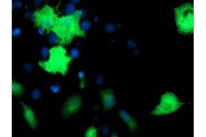 Anti-EPN2 mouse monoclonal antibody (ABIN2455556) immunofluorescent staining of COS7 cells transiently transfected by pCMV6-ENTRY EPN2 (RC213652). (Epsin 2 抗体)