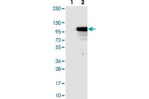 Western blot analysis of Lane 1: Negative control (vector only transfected HEK293T lysate). (EXOC6 抗体)