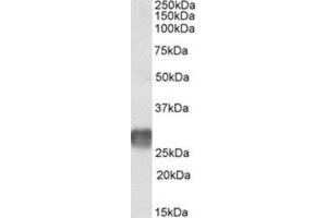 AP23722PU-N LAIR1 antibody staining of Human ymph Node lysate at 2 µg/ml (35µg protein in RIPA buffer). (LAIR1 抗体  (Internal Region))