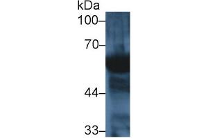 Western Blot; Sample: Human Saliva; Primary Ab: 1µg/ml Rabbit Anti-Mouse AMY2 Antibody Second Ab: 0. (AMY2 抗体  (AA 22-257))