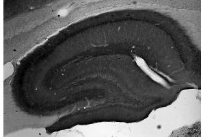 Adult rat hippocampus immunohistochemistry. (MFN2 抗体  (Cytosolic, N-Term))