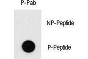 Dot blot analysis of phospho-MEF2C antibody. (MEF2C 抗体  (pThr20))