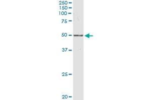 Western Blotting (WB) image for anti-Nuclear Receptor Subfamily 1, Group I, Member 2 (NR1I2) (AA 1-434) antibody (ABIN950157)