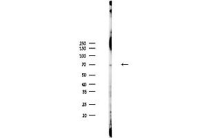 Western blot analysis of lysates from PC12 cells, using TXNDC2 Antibody at 1/1000 dilution. (TXNDC2 抗体)