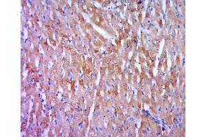 Paraformaldehyde-fixed, paraffin embedded rat heart tissue, Antigen retrieval by boiling in sodium citrate buffer (pH6. (Phospholamban 抗体  (AA 1-35))