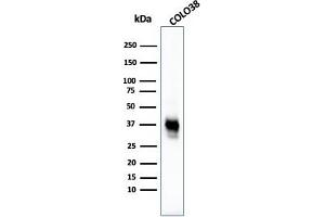 Western Blot Analysis of COLO38 cell lysate using Melanoma Marker MAb (M2-7C10 + M2-9E3 + T311 + HMB45). (Melanoma Marker (MART-1 + Tyrosinase + Gp100) 抗体)