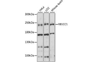 Western blot analysis of extracts of various cell lines, using RB1CC1 antibody (ABIN6292181) at 1:1000 dilution. (FIP200 抗体)