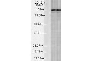 Western blot analysis of Rat Tissue lysates showing detection of Calnexin protein using Rabbit Anti-Calnexin Polyclonal Antibody . (Calnexin 抗体  (C-Term) (Atto 488))