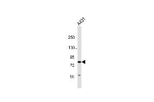 Anti-UHRF1BP1 Antibody (C-Term) at 1:2000 dilution + A431 whole cell lysate Lysates/proteins at 20 μg per lane. (UHRF1BP1 抗体  (AA 1096-1129))